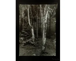 Fotografie