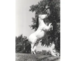 Fotografie