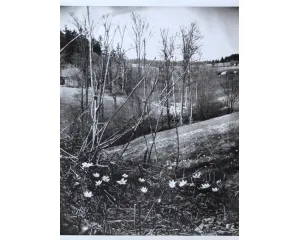 Fotografie