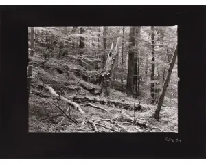 Fotografie