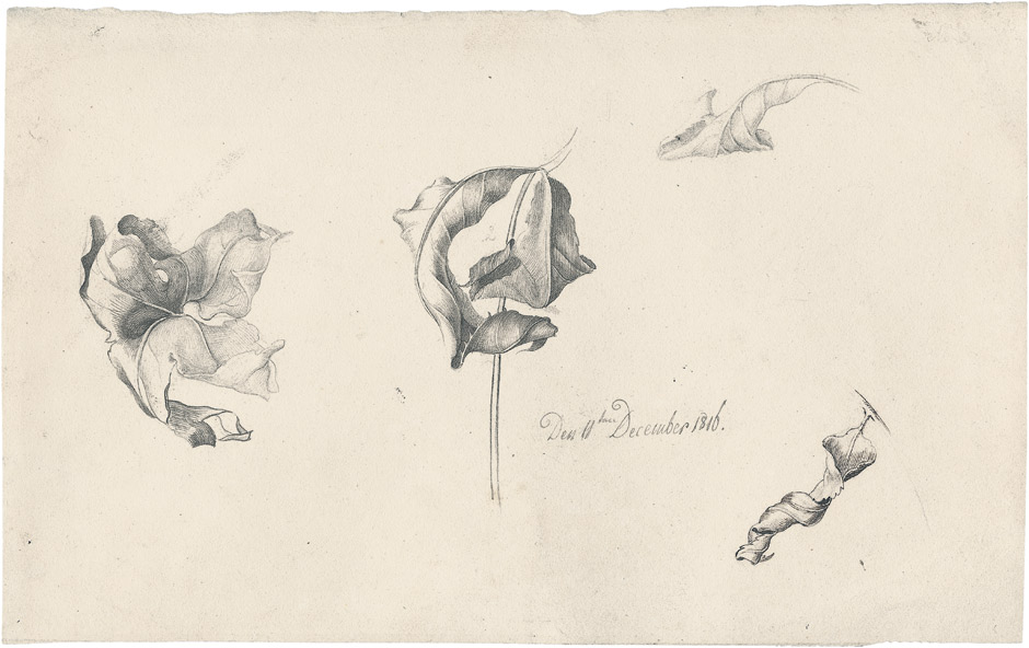 Friedrich Olivier: Studie s vadnoucími listy / 1816 / tužka a pero na papíře / Bassenge / č. kat. 6465 / 340 000 EUR