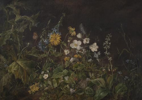 Franz Xaver Petter: Alpské květiny / 1855